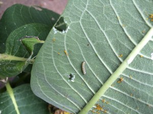 Another one on an aphid leaf.