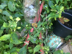 She crawled out of the jar.