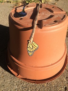 Wings need to dry in the sun, so I devised this to get her into a sunny and dry spot. 