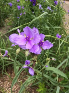 Tradescantia ohiensis