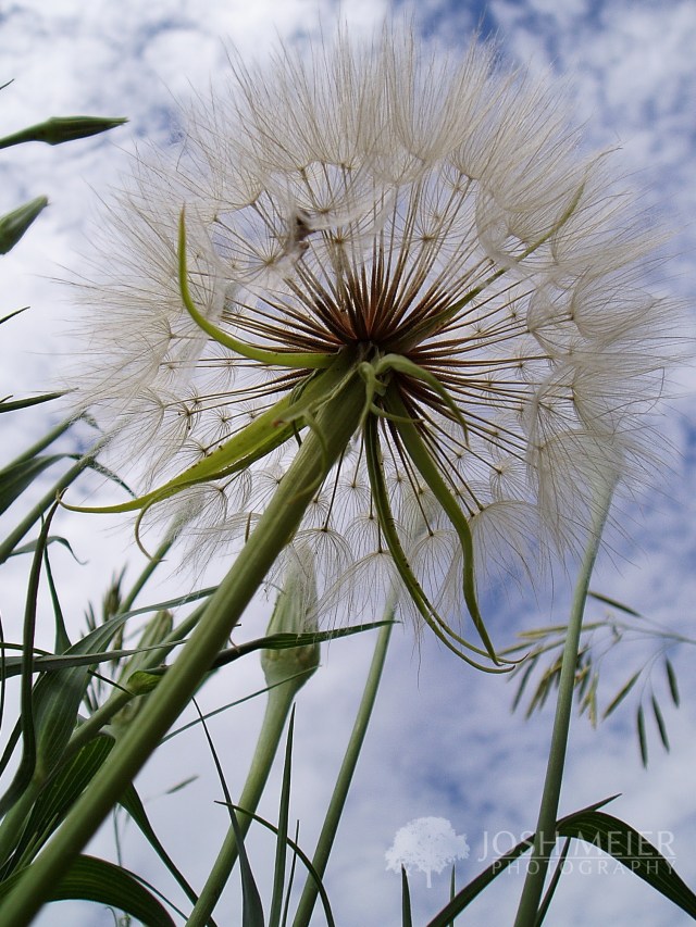 goatsbeard