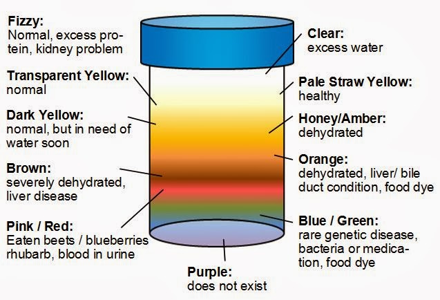 3_urine-color-meaning-chart