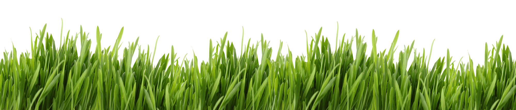 tall grass banner